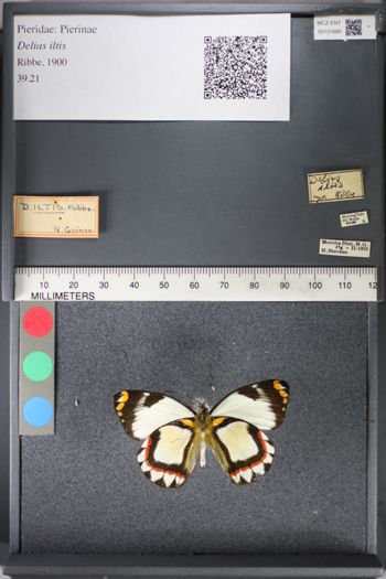 Media type: image;   Entomology 131689